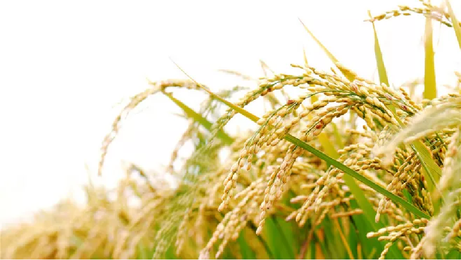 【展商风采回顾】深圳市共和农业5G精准种植技术惊艳绿博会