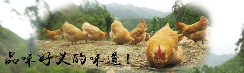 【展商风采与回顾】不吃三黄胡须鸡，枉入好义镇”