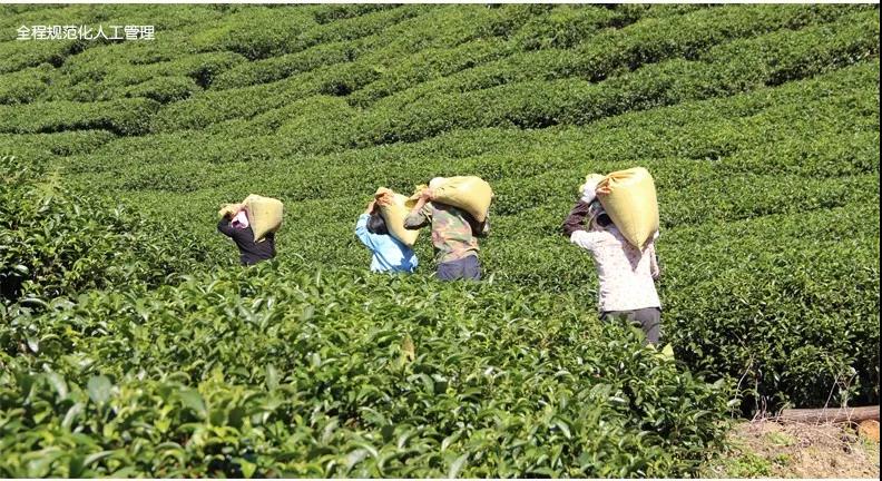 【每周优品】原始生态，自然有机——昭平县象棋山有机茶