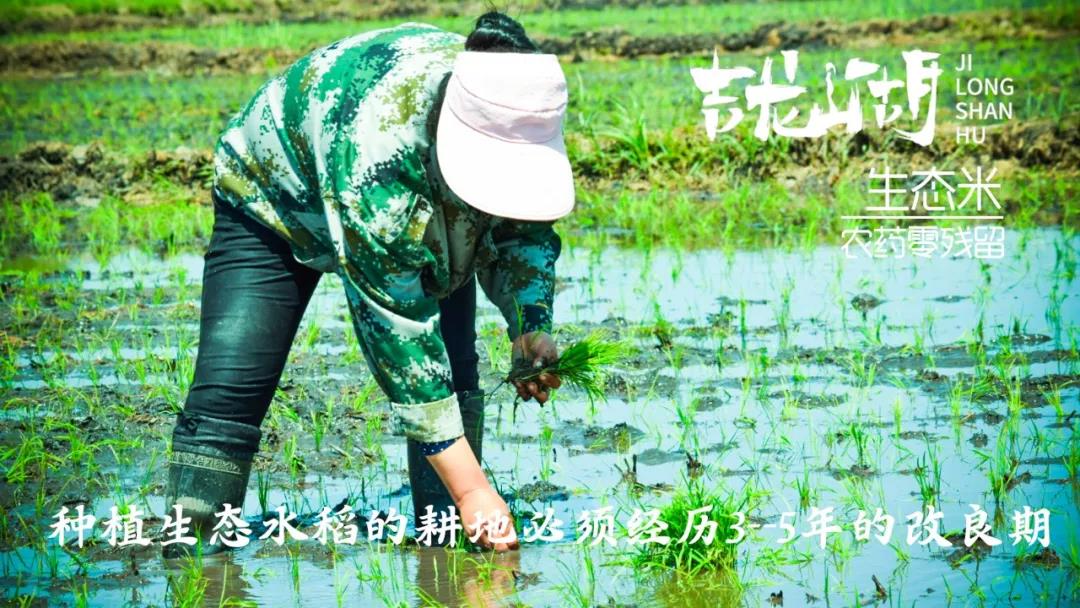 【展商风采】第七届“深圳绿博会”黑龙江美丽”麻山”展示不一样的绿色食品 ！