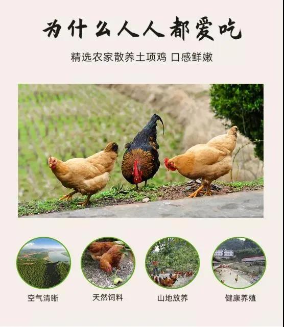 【每周优品】马山县里当乡的当红“土鸡”--瑶乡人民的“土凤凰”