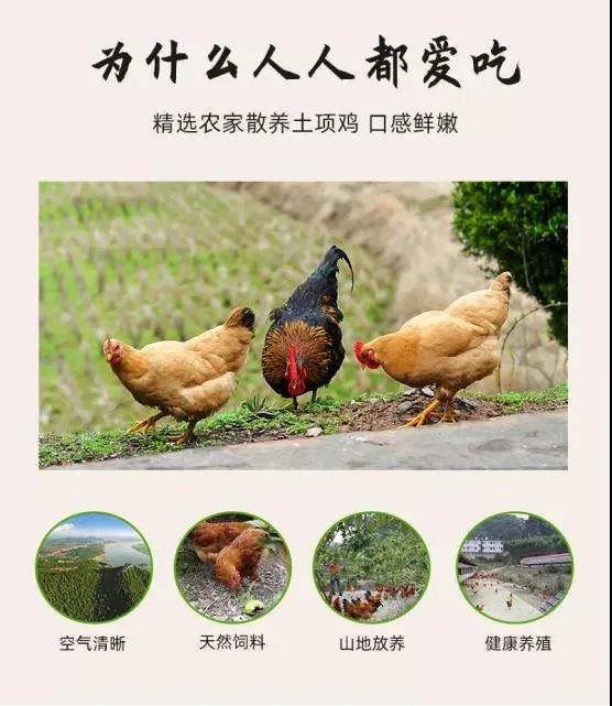 【每周优品】马山县里当乡的当红“土鸡”--瑶乡人民的“土凤凰”
