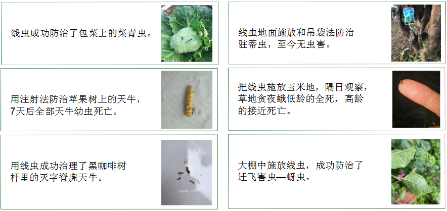 【展商风采】线虫技术改善农作物生产环境——珠海九金生物环境工程有限公司