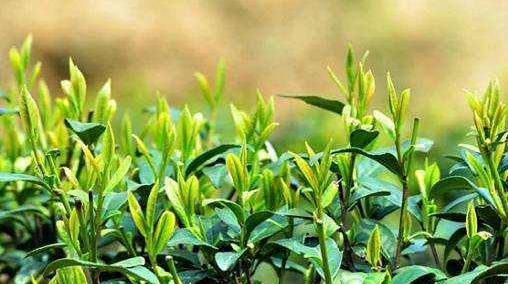 我国多个茶产地发力振兴茶产业 我国多个茶产地发力振兴茶产业