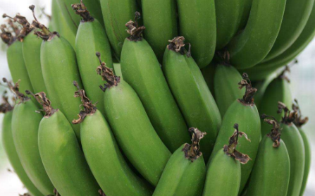 绿色食品香蕉如何种植 绿色食品香蕉如何种植