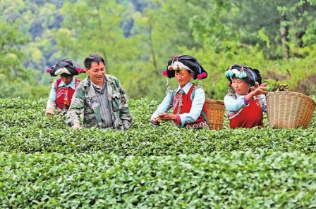 思南县天桥乡：多措并举 扎实推进茶产业发展