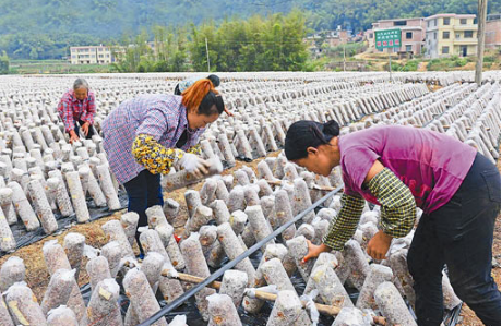 鄄城县高效食用菌产业促农民增收致富