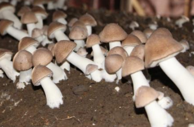 重庆彭水：食用菌产业“菇”舞人心