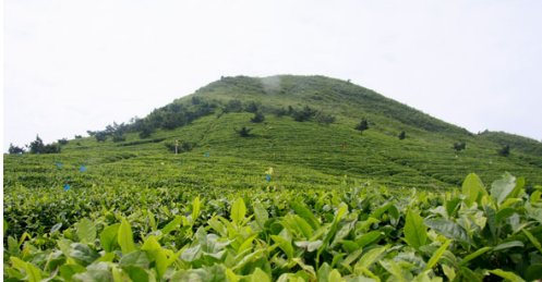 贵州都匀市夯实一产打牢茶产业基础