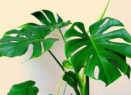 居家绿色植物如何挑选?