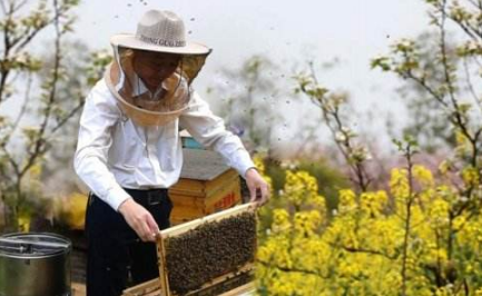 如何确定土养中蜂的最佳取蜜时间?老蜂农这招在哪都适合