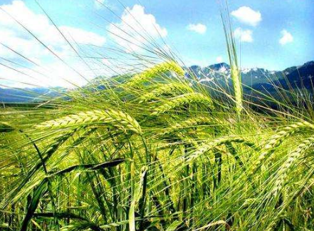 山东加快智慧农业发展 推动品牌农产品触网营销