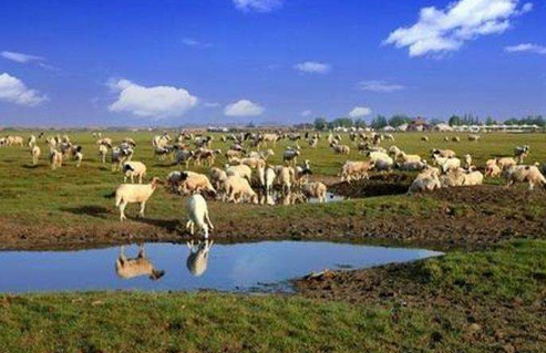 上半年宁夏畜牧业持续稳定发展