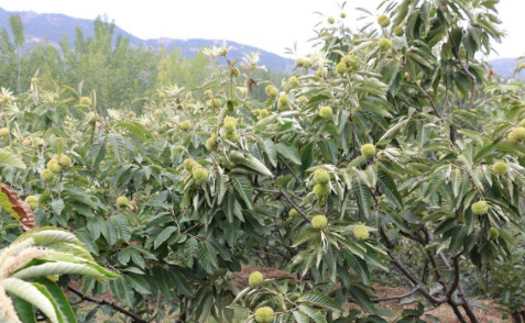 栗子的栽培技术介绍