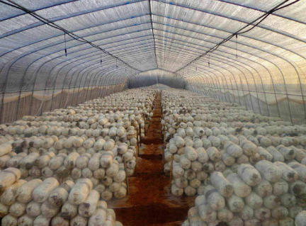 河北宽城：废料种植食用菌 开启生态致富路