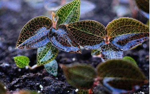 明溪发展特色农业种植金线莲 金线莲文化产业园打造现代农业名片