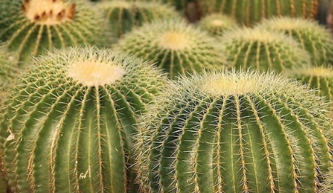 绿色植物仙人球是如何种植的