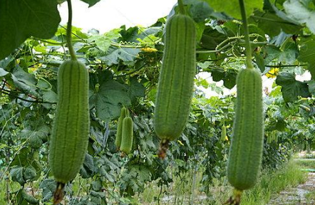 绿色蔬菜丝瓜种植介绍
