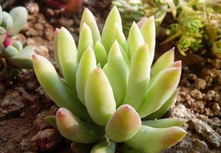 千佛手种植技术